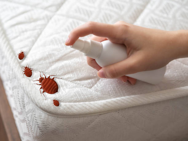 Professional Pest Control in Pine Knot, KY