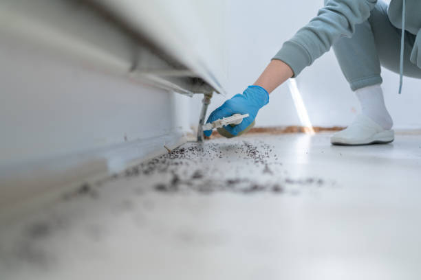 Best Affordable Pest Control Services  in Pine Knot, KY
